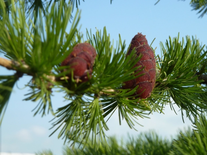 Лиственница сибирская эвоинки