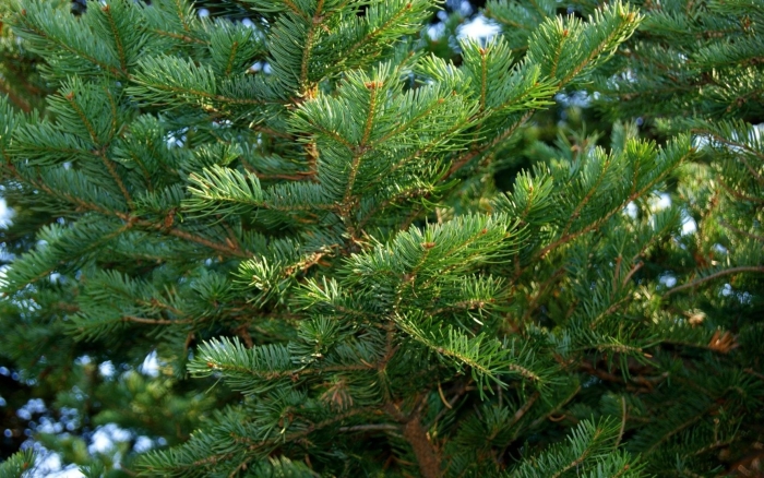 Пихта сибирская abies sibirica