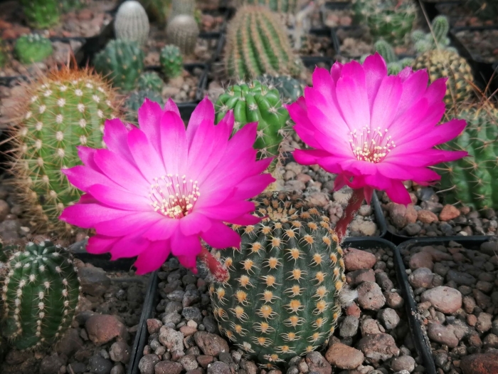 Эхинопсис лобивия