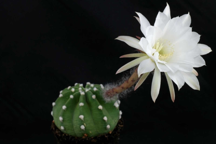 Кактус echinopsis subdenudata
