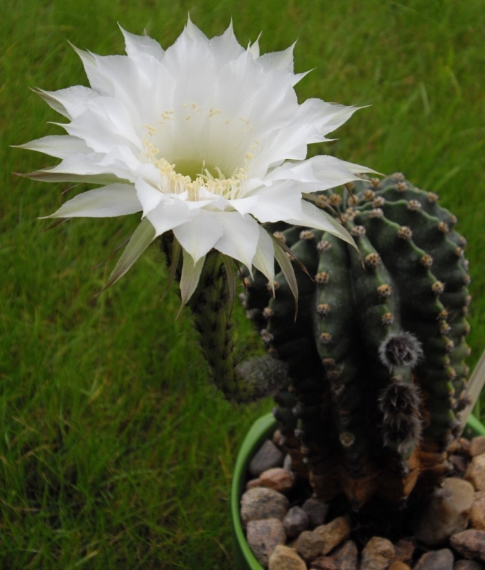 Эхинопсис эрье