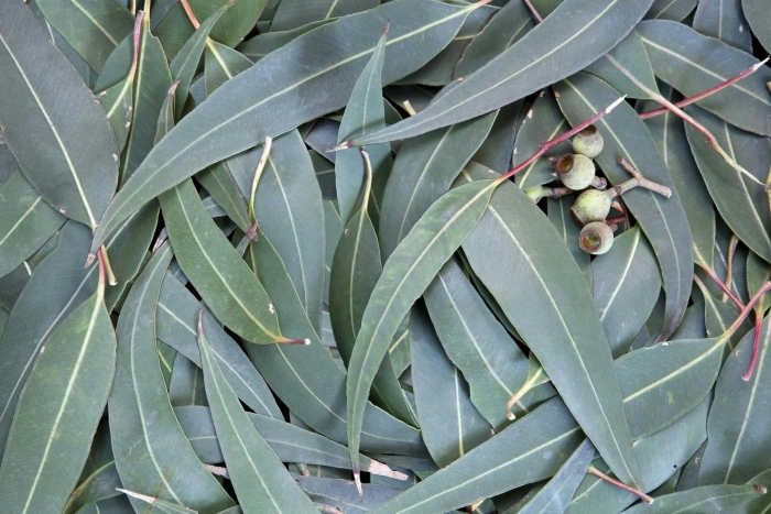 Eucalyptus smithii