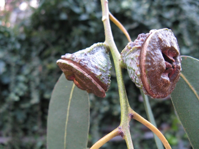Eucalyptus globulus
