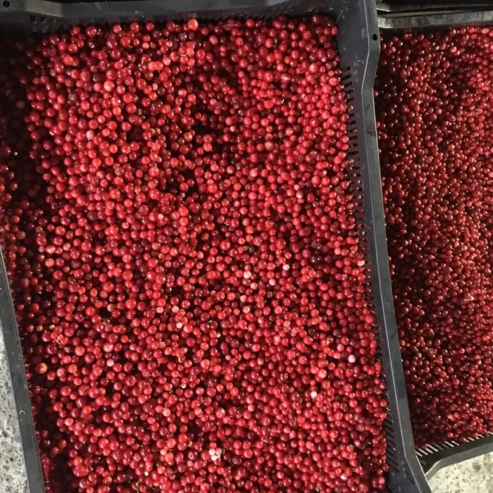 Брусника свежая