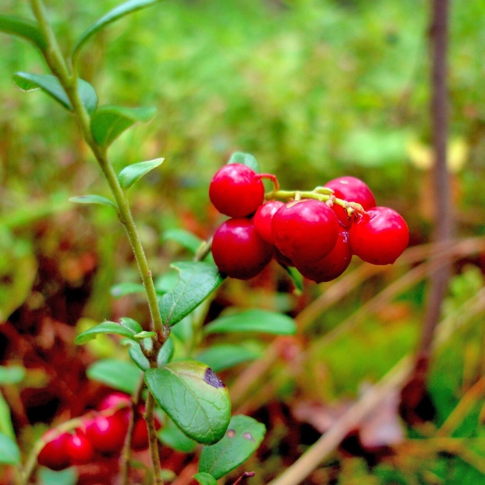 Брусника ягода
