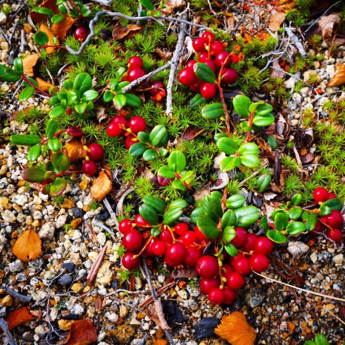 Кустарнички брусника
