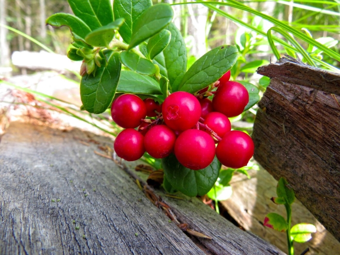 Царство брусники