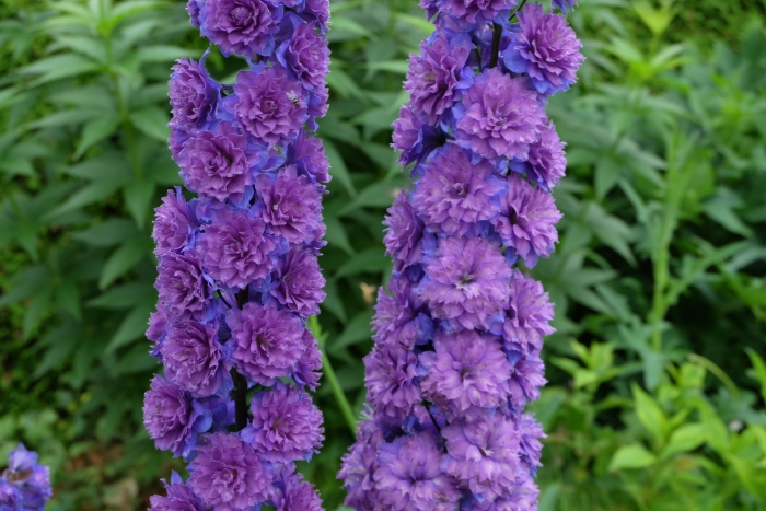 Дельфиниум sweet sensation