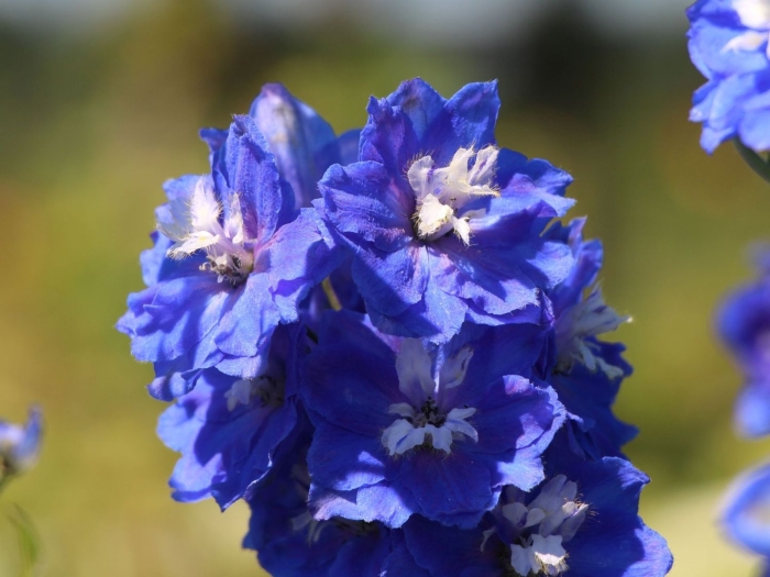 Дельфиниум блю берд