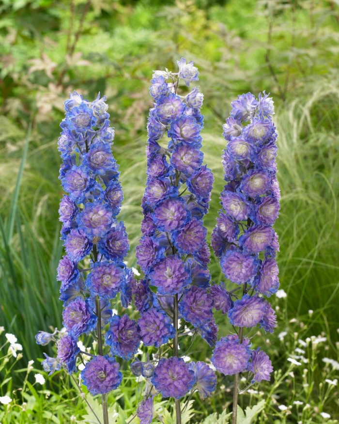 Дельфиниум highlander свит сенсейшн