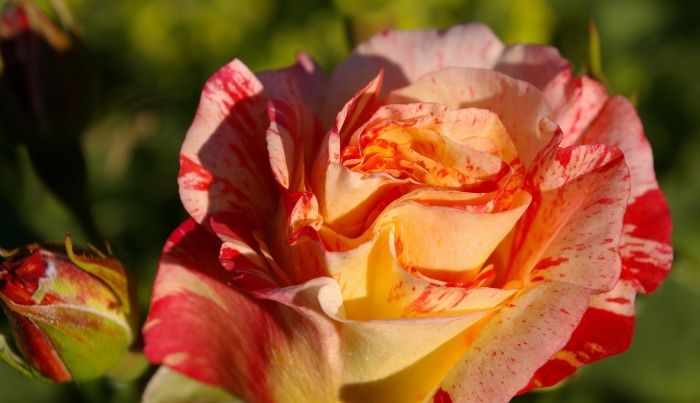 Роза индиан саммер