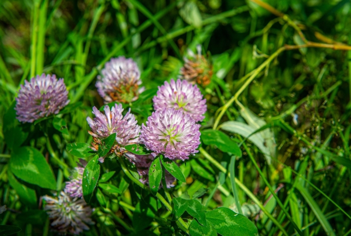 Красный клевер trifolium pratense