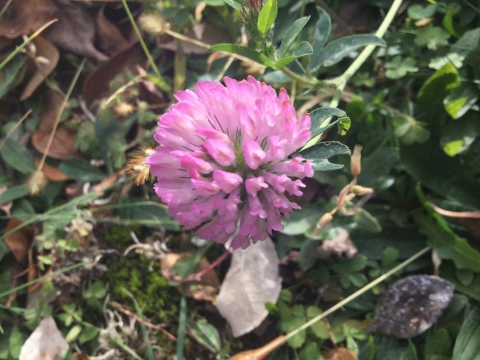 Клевер луговой trifolium praténse