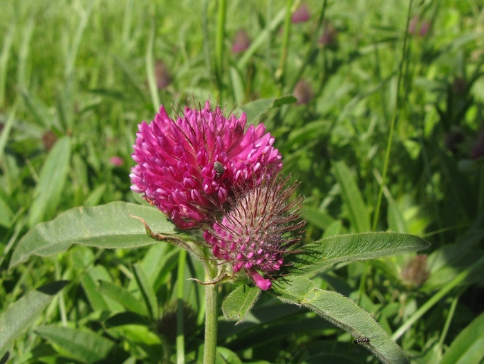 Клевер альпийский