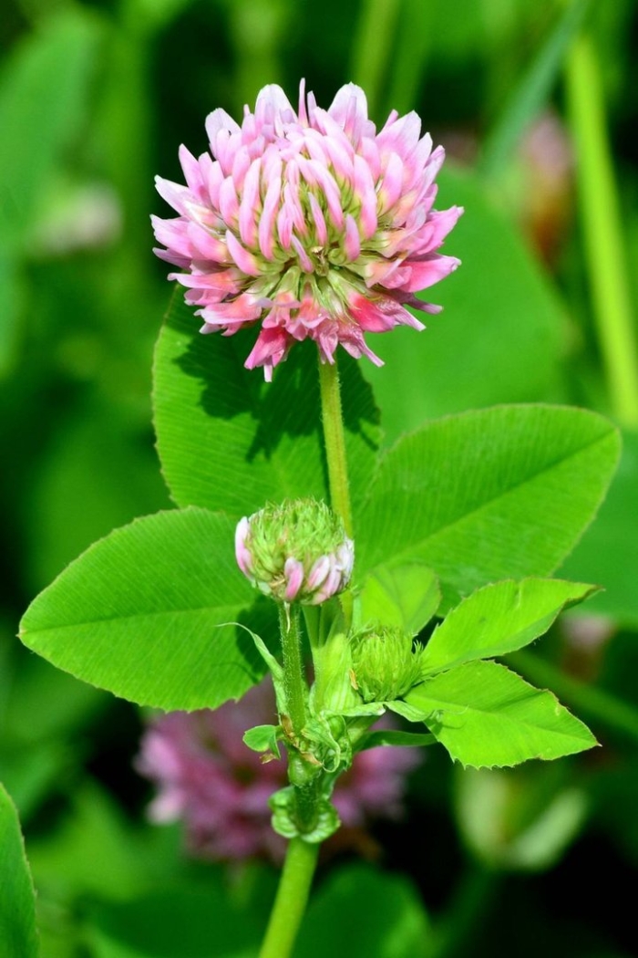 Красный клевер trifolium pratense