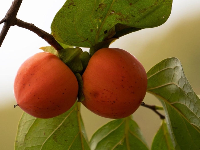 Хурма сорт россиянка