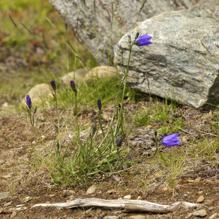 Campanula ardonensis
