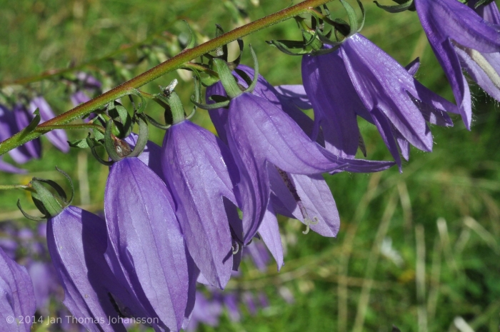 Колокольчик холодолюбивый campanula