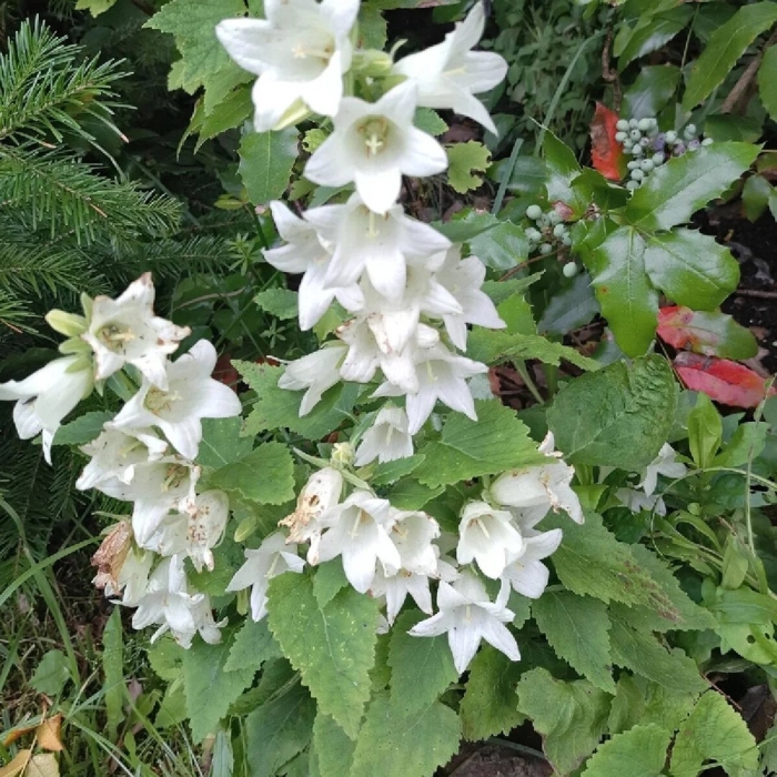 Колокольчик бледноохряный