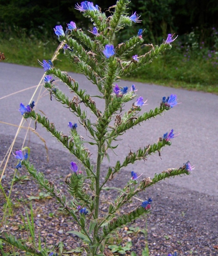 Echium vulgare синяк обыкновенный