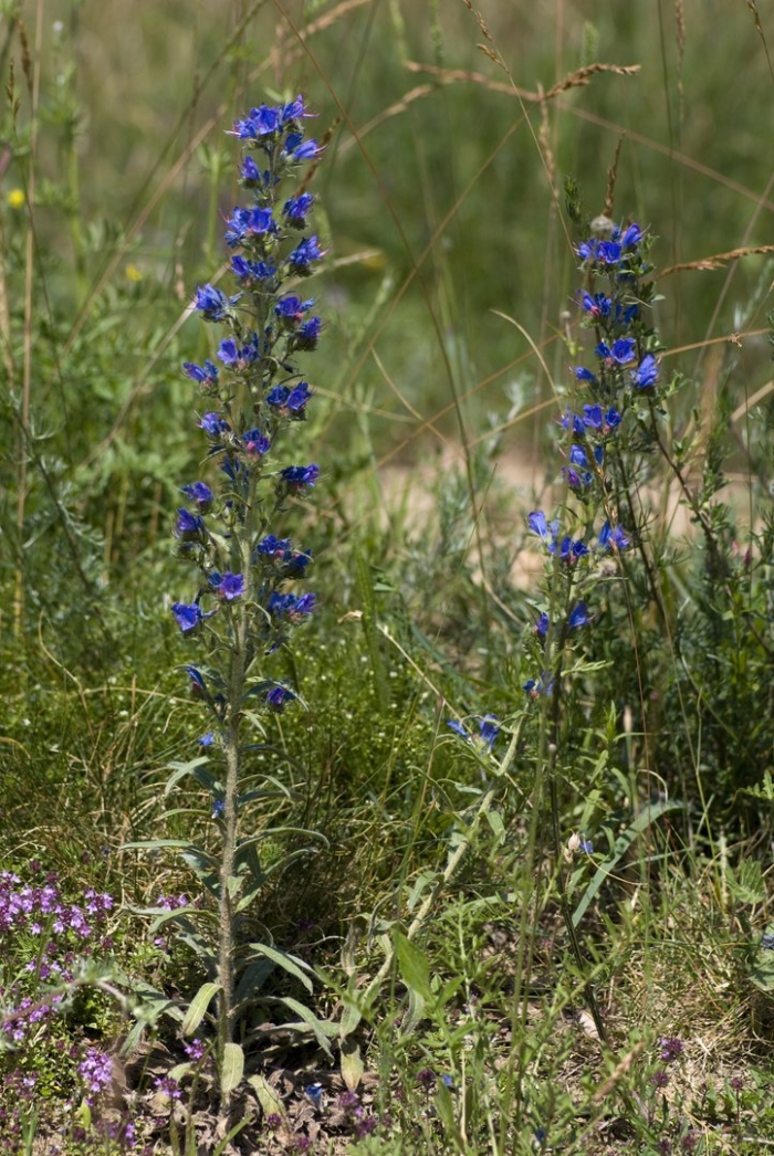 Синяк – русский (echium russicum)