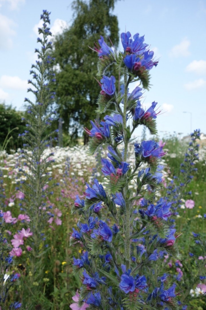 Синяк обыкновенный echium vulgare l