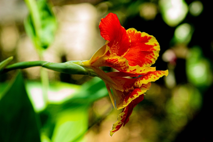 Канна красная цветок