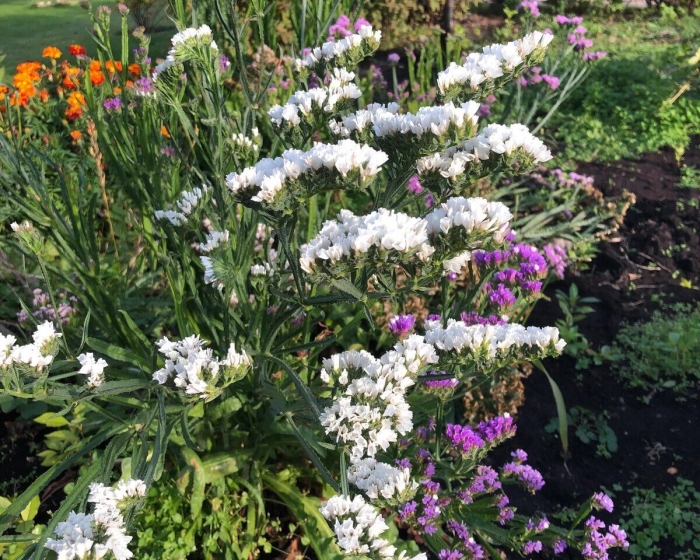 Статица суприм голубая