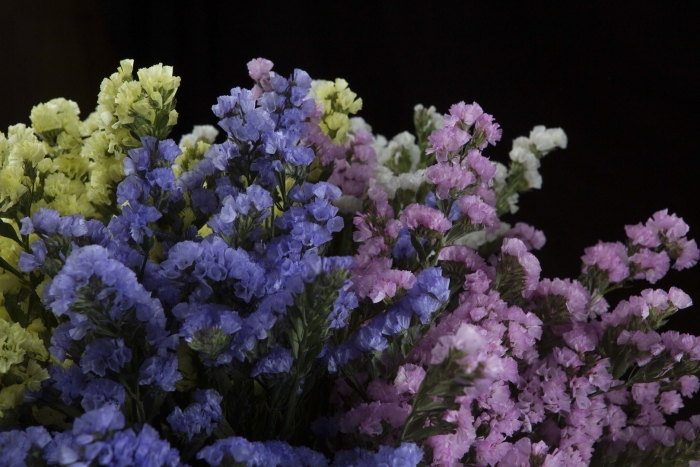 Статица цветок