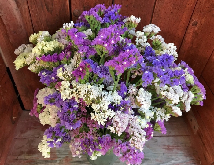 Цветы статице кермек