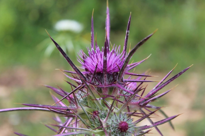 Верблюжья колючка. чертополох