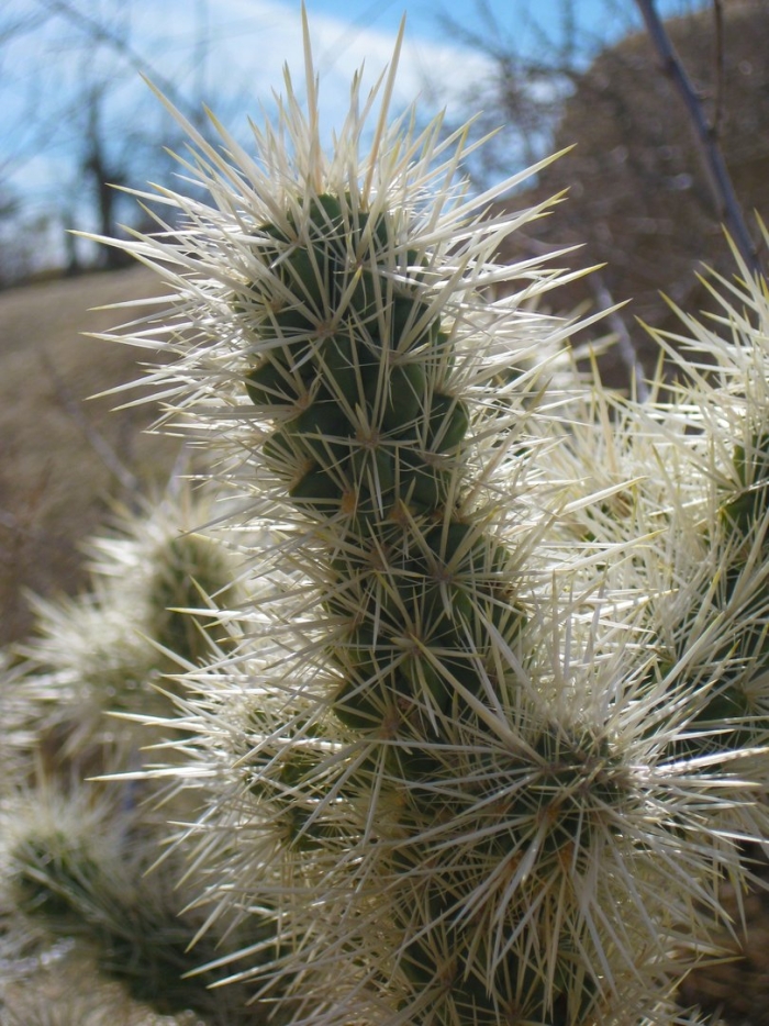 Cylindropuntia bigelovii