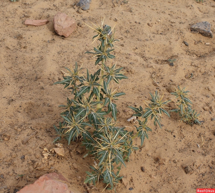 Растения пустыни верблюжья колючка