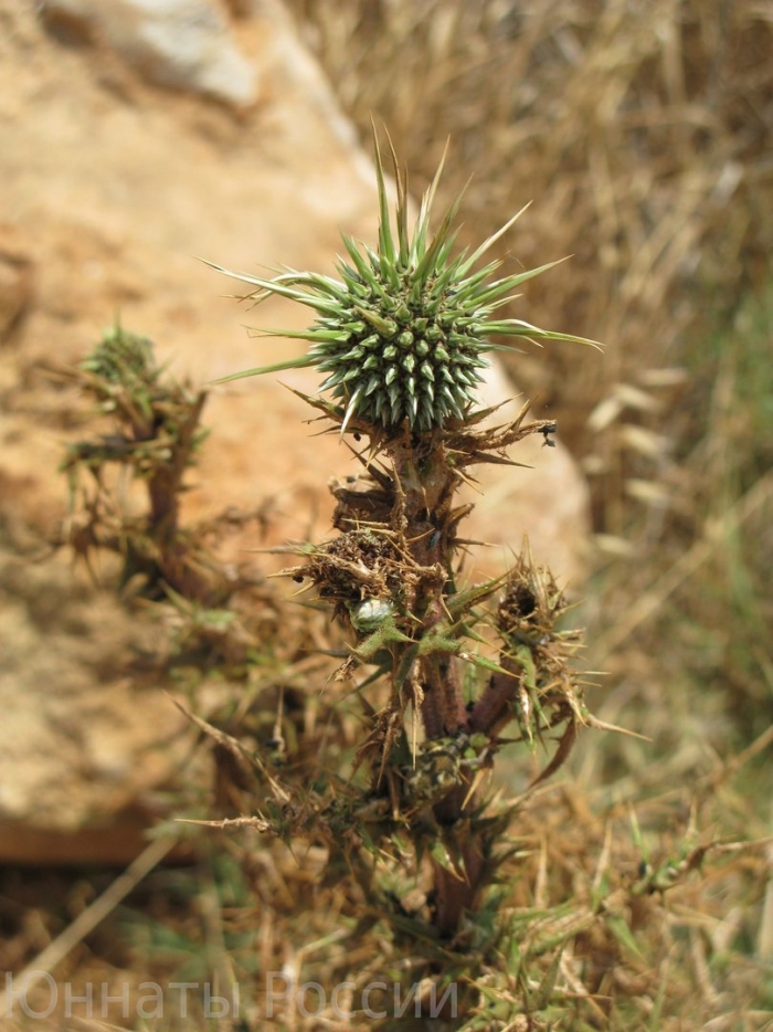 Верблюжья колючка обыкновенная