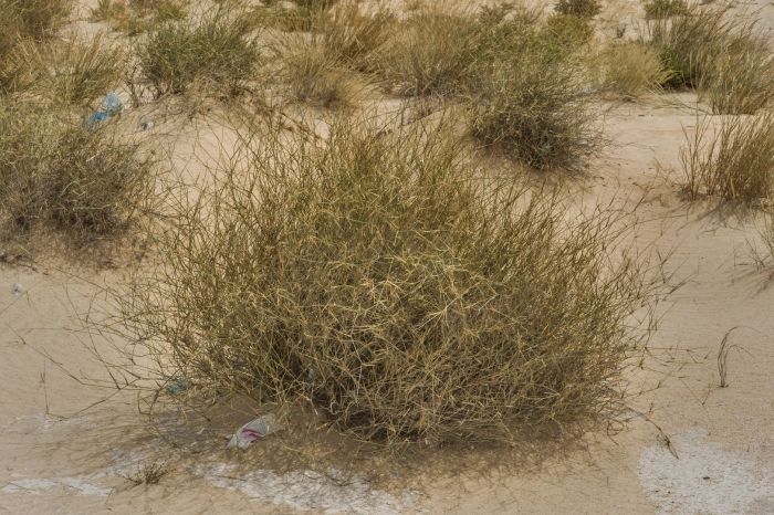 Пустынная трава