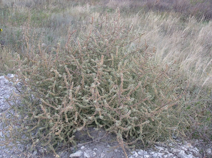 Солянка южная (salsola australis).