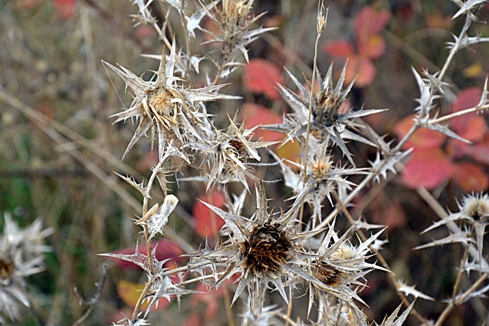 Верблюжьи колючки