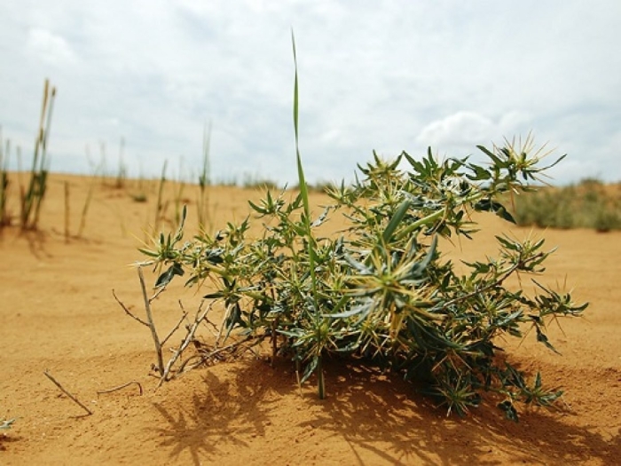 Верблюжья колючка растения пустынь