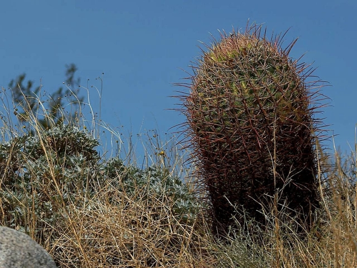 Ferocactus cylindraceus