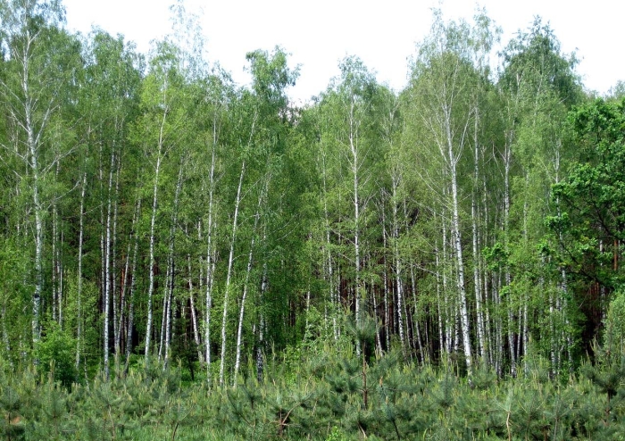 Лес осинник