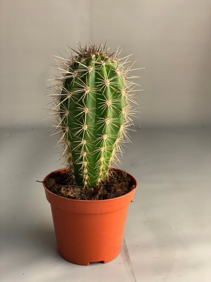 Комнатное растение кактус