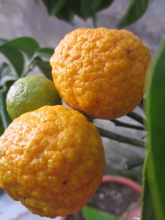 Клементин амоа