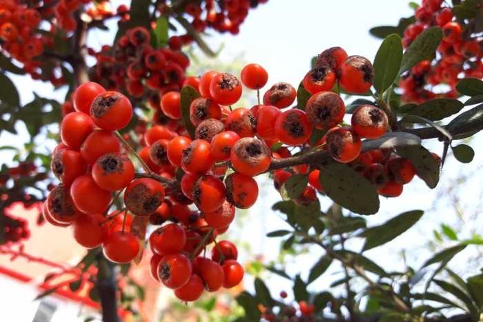 Боярка горная ягода