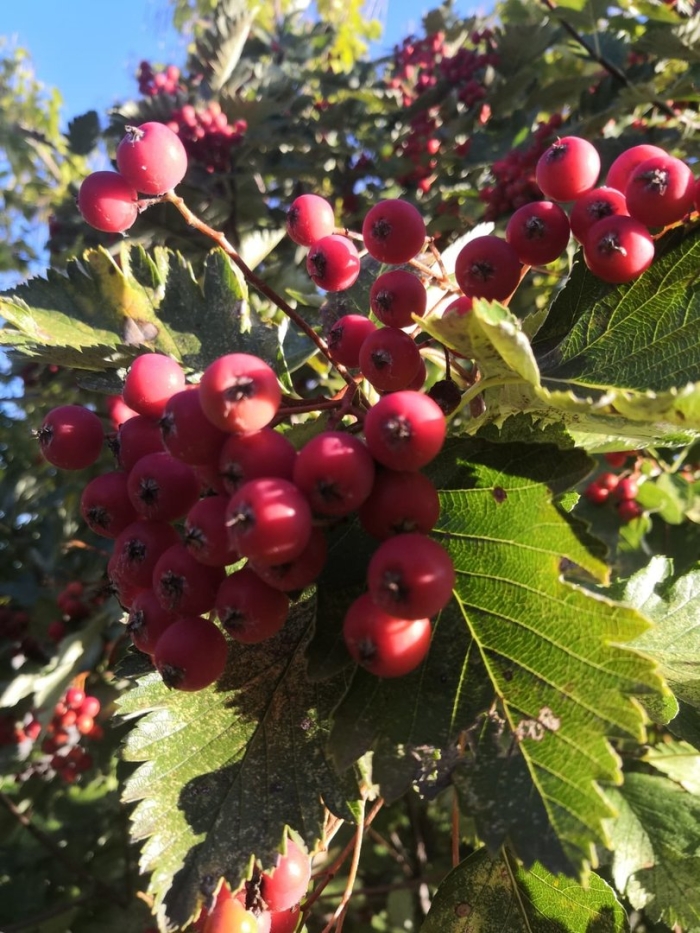 Боярышник сибирский