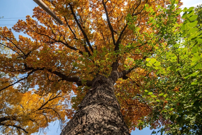 Чинара дерево в узбекистане