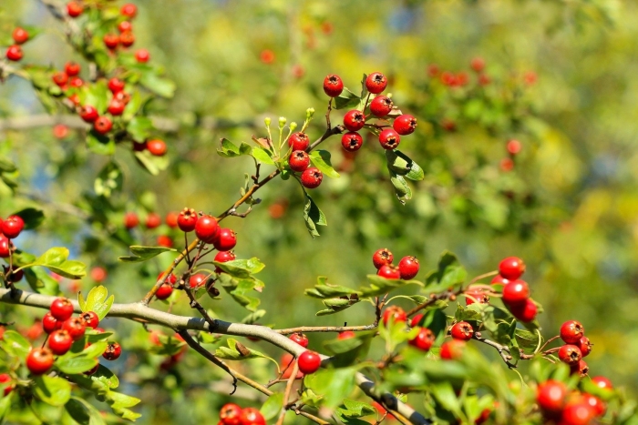 Боярышник сибирский crataegus sanguinea