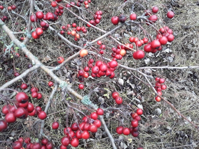 На беду мы встретились во бору брусника