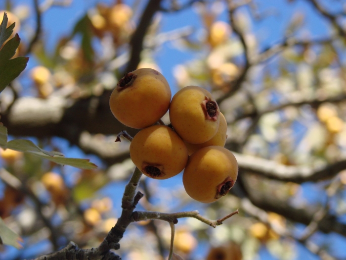 Боярышник понтийский