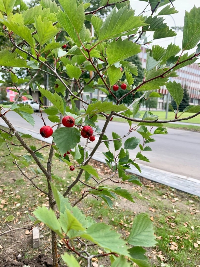 Боярышник мелколистный