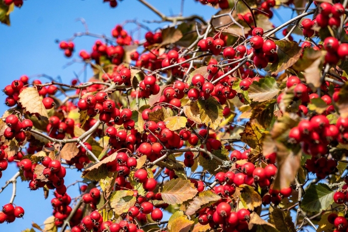 Боярышник петушья шпора crataegus crus-galli